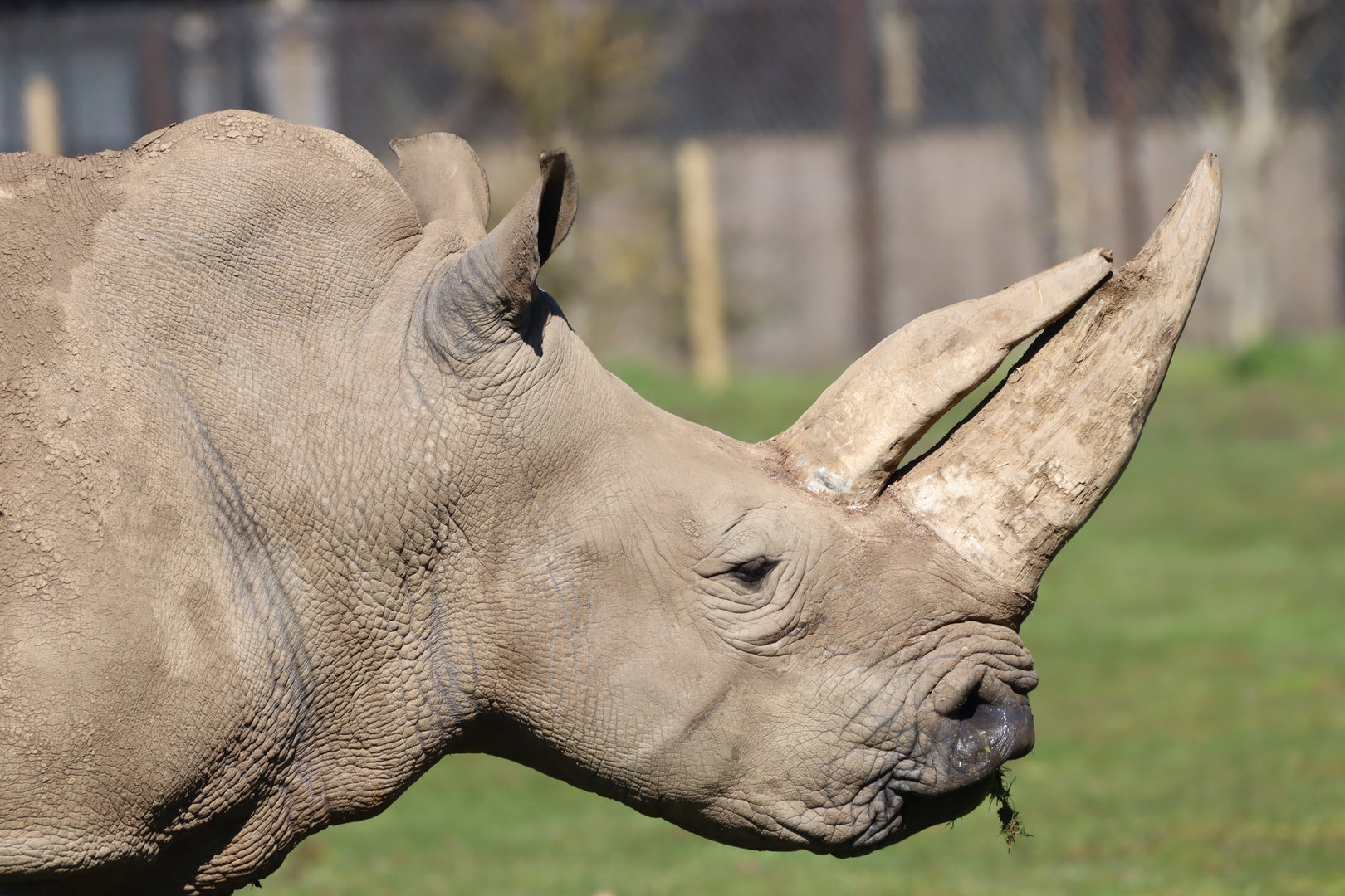 Southern White Rhinoceros