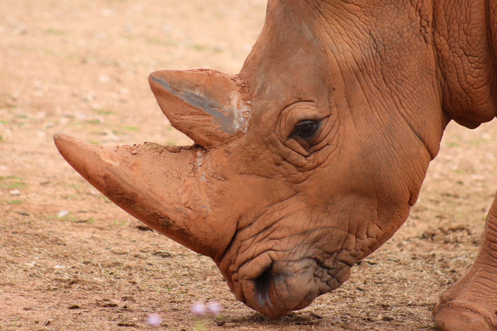 Southern White Rhinoceros
