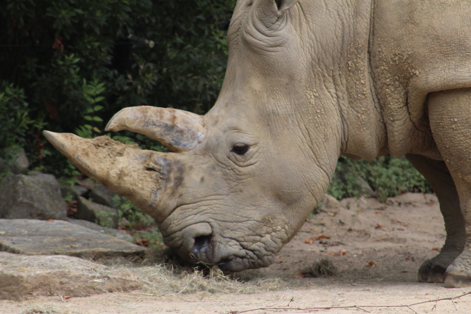 Southern white rhinoceros