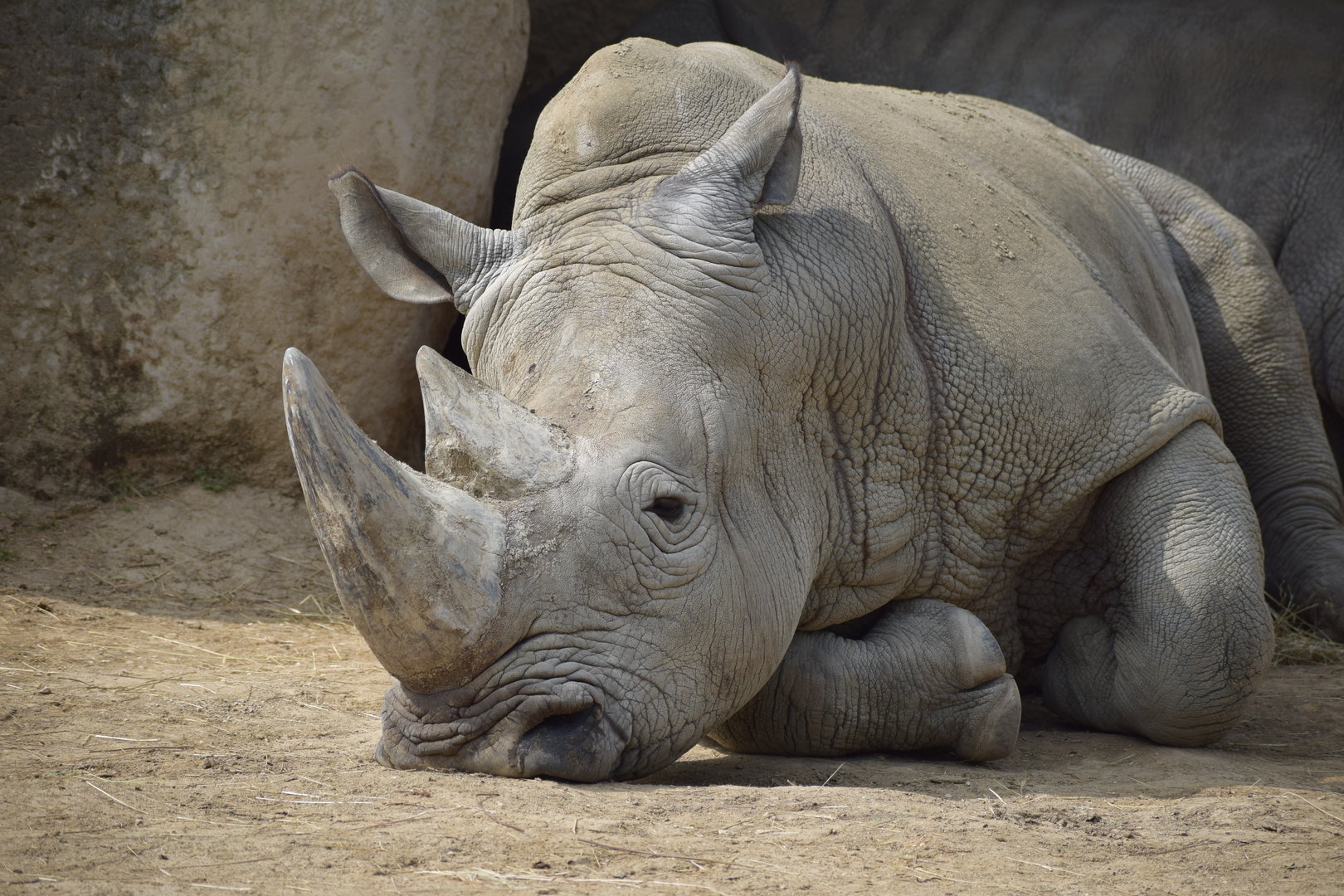 Southern white rhinoceros