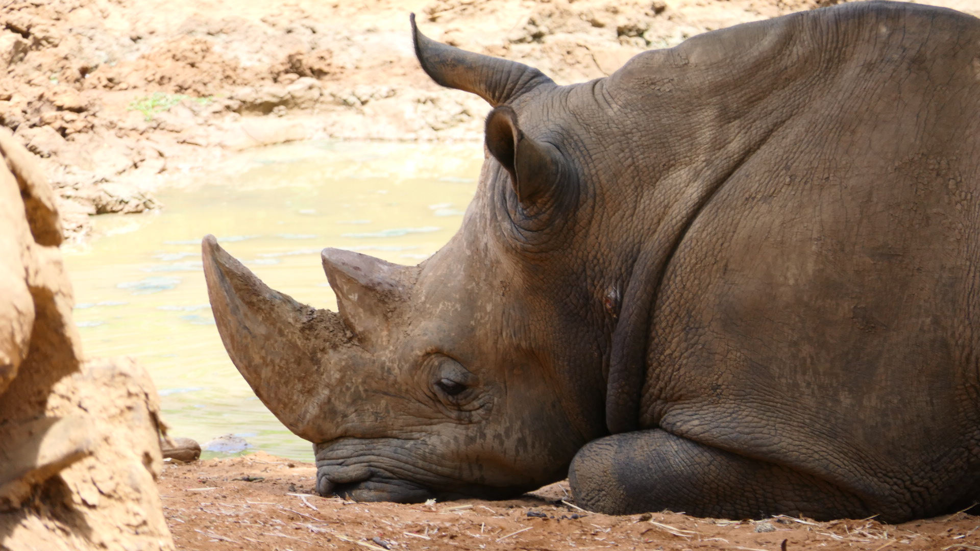 Southern White Rhinoceros