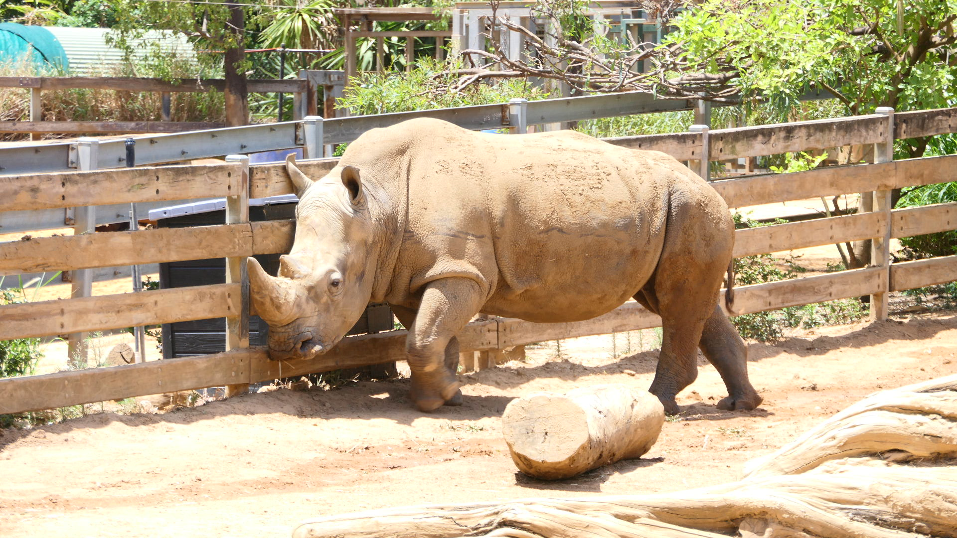 Southern White Rhinoceros