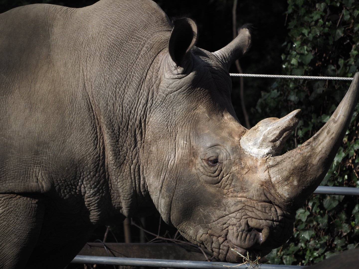 Southern White Rhinoceros