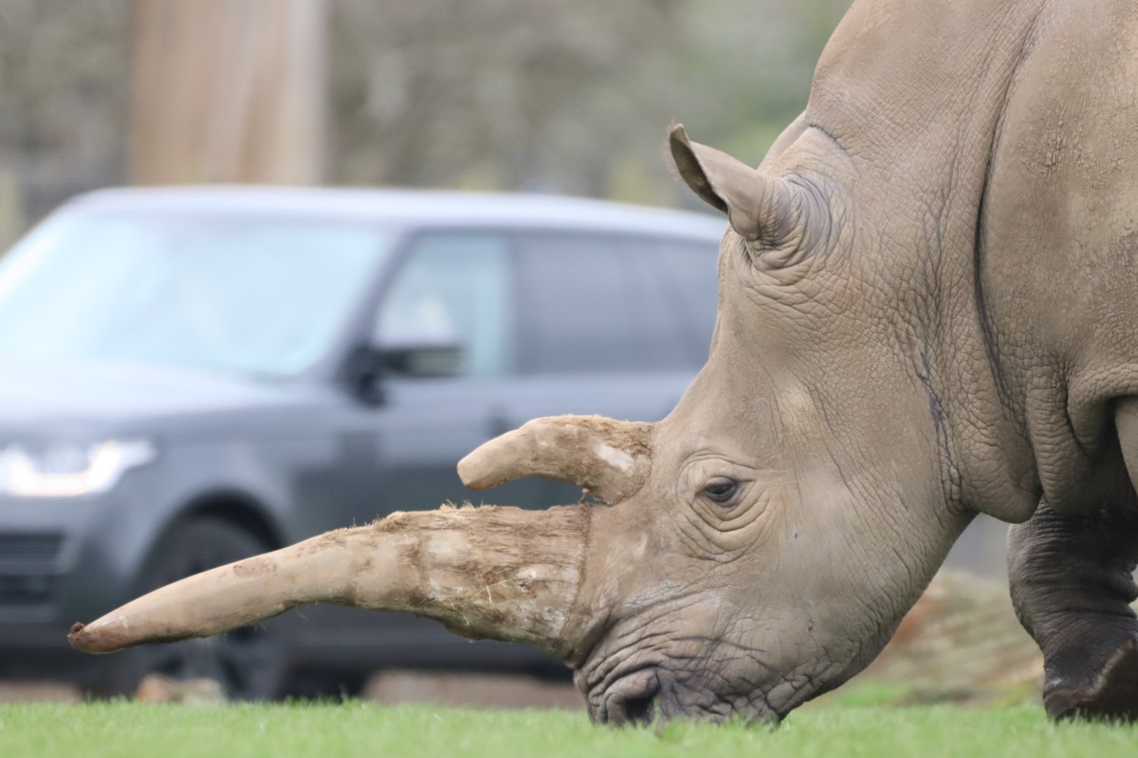 Southern White Rhinoceros