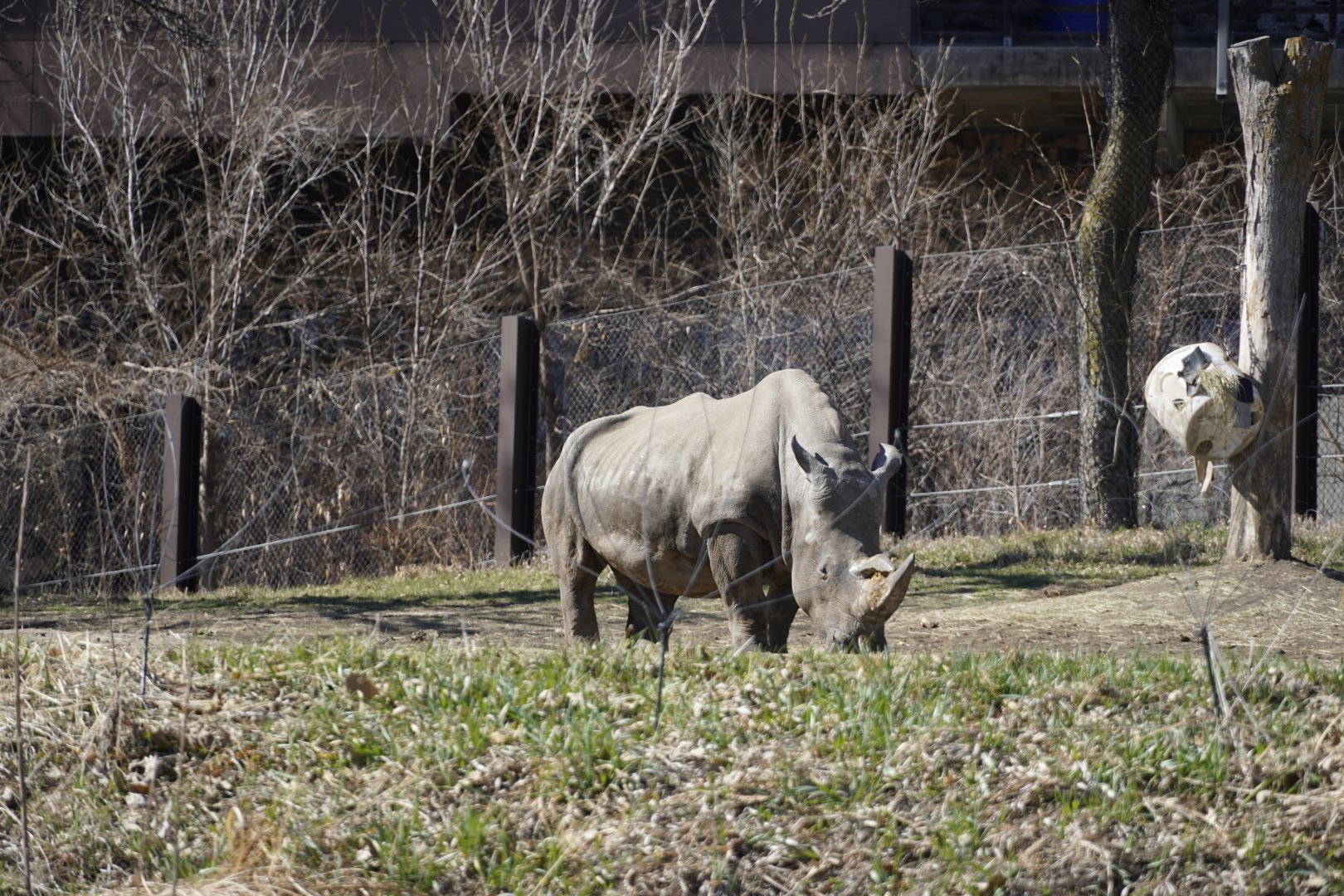 Southern White Rhinoceros