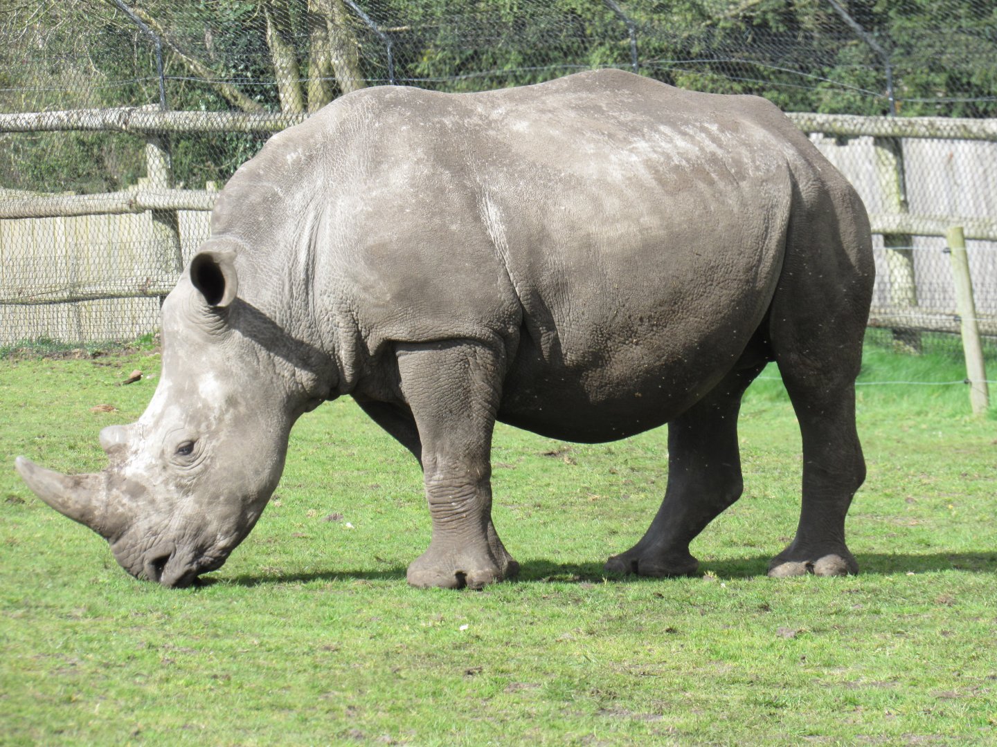Southern white rhinoceros