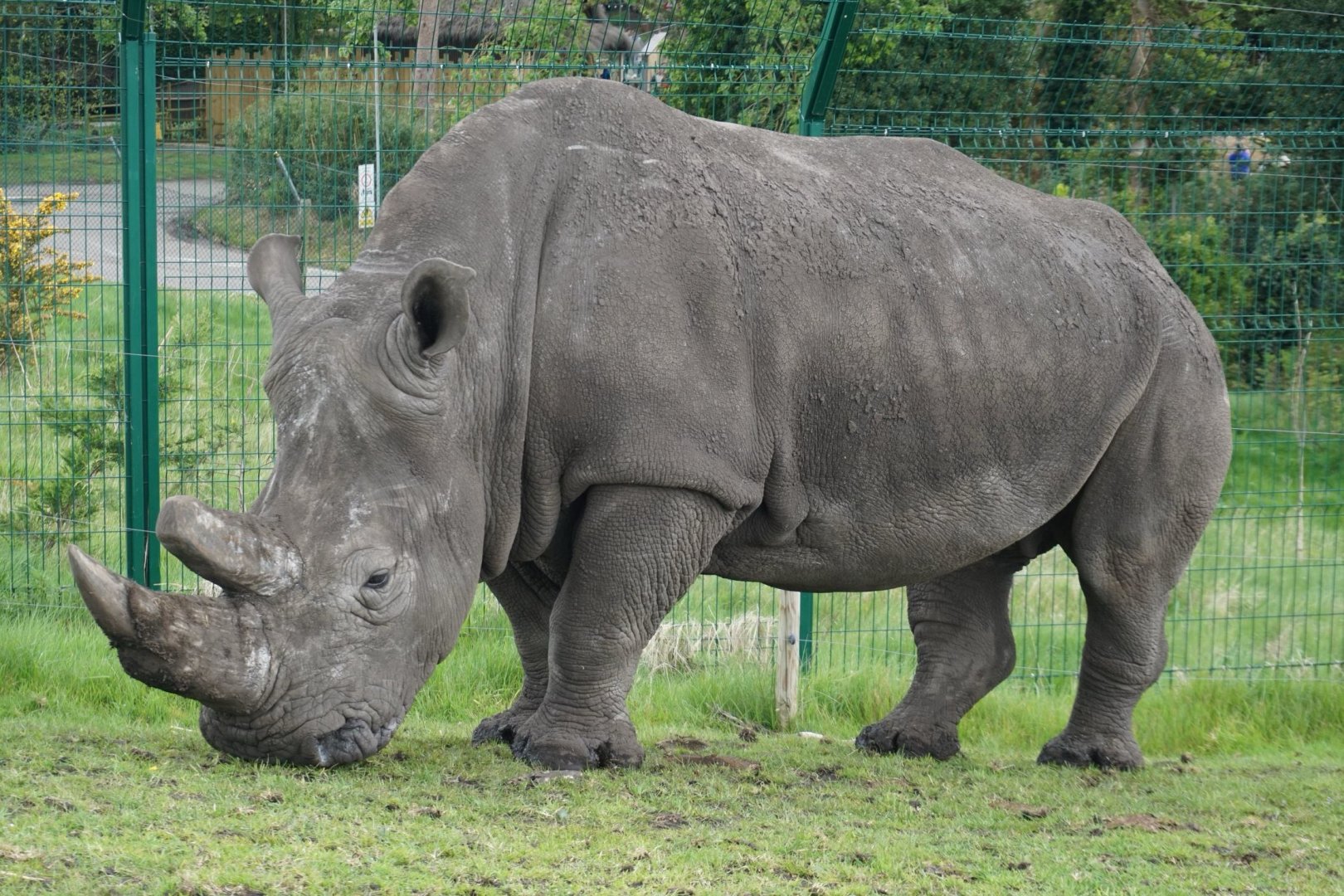 Southern white rhinoceros