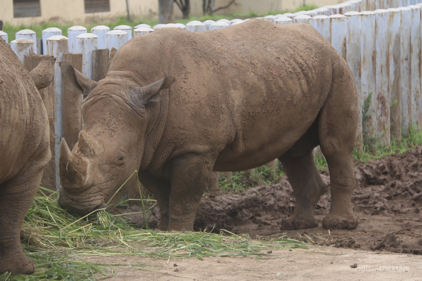 Southern White Rhinoceros