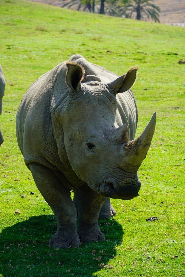 Southern White Rhinoceros