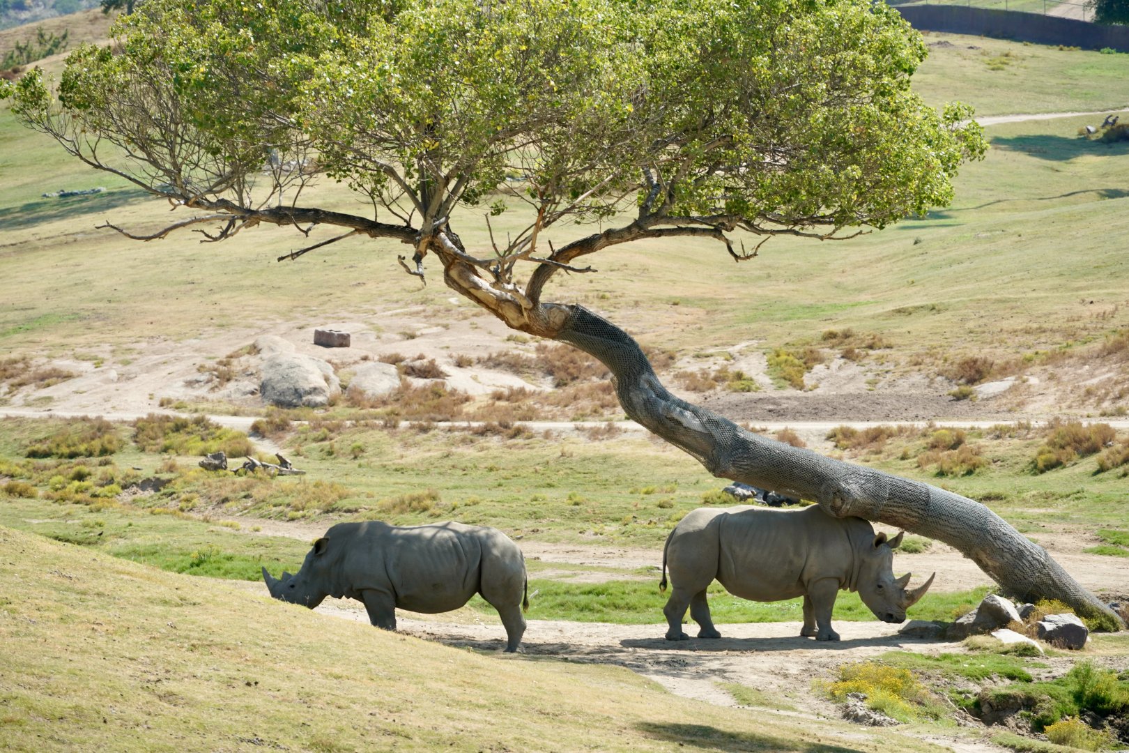 Southern White Rhinoceros