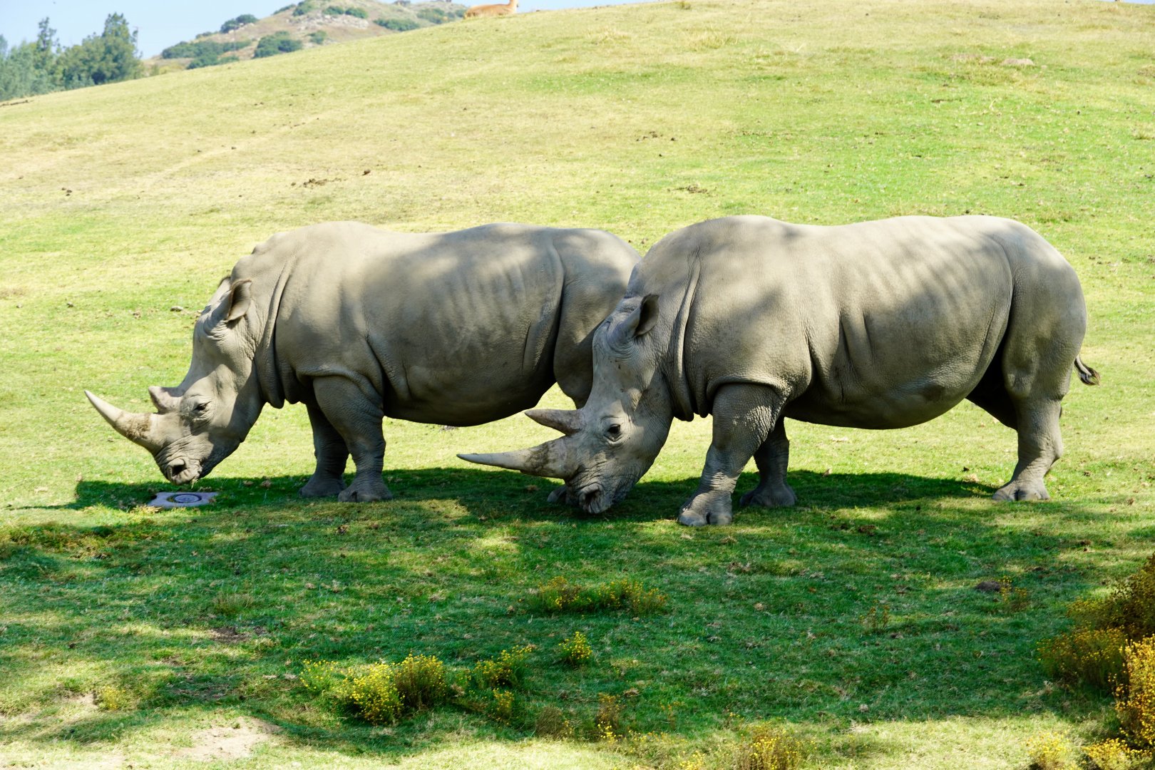 Southern White Rhinoceros