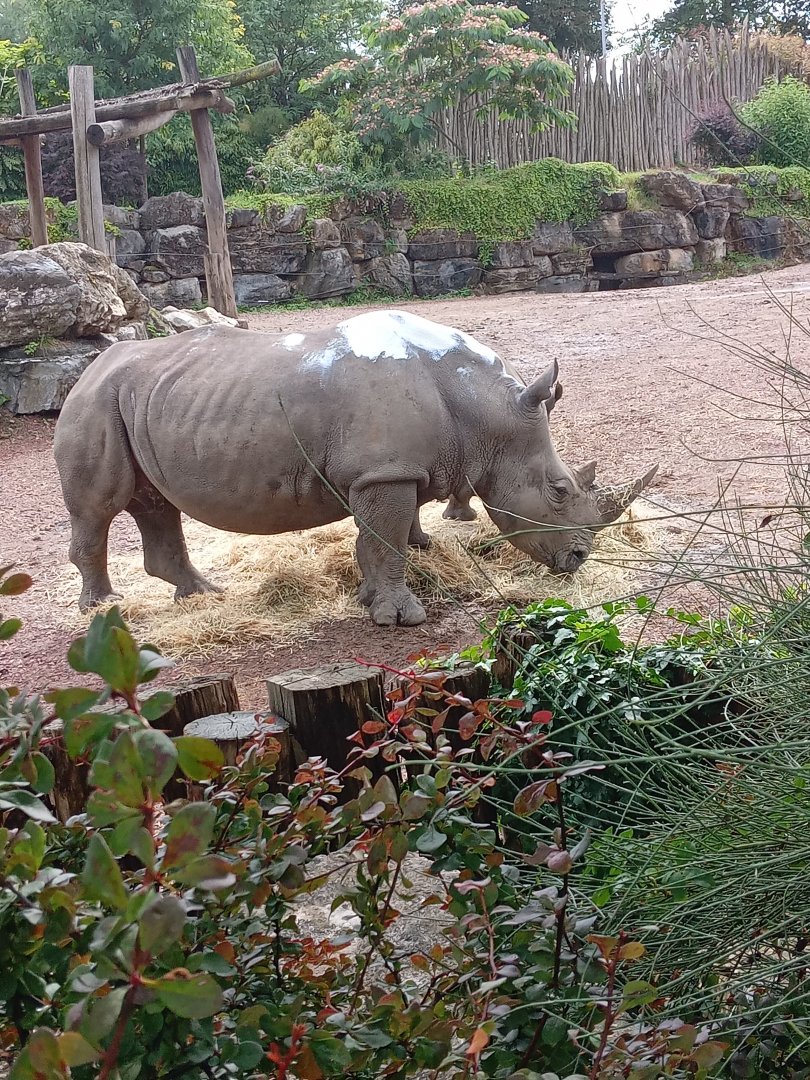 Southern White Rhinoceros