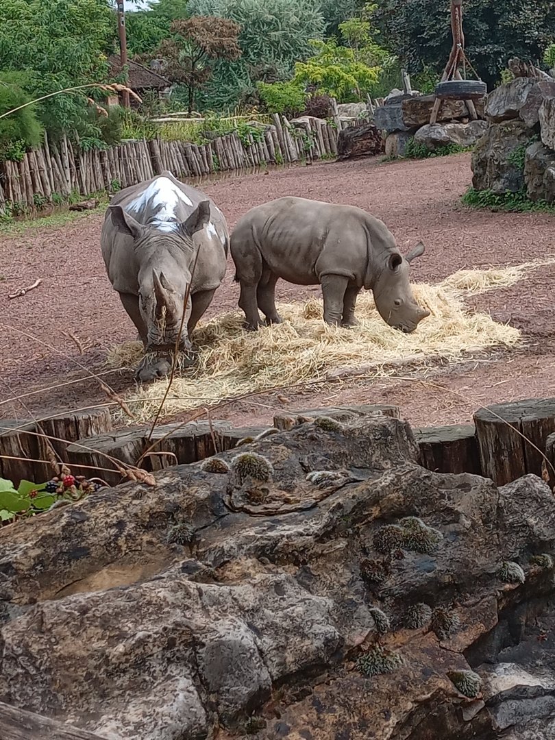 Southern White Rhinoceros