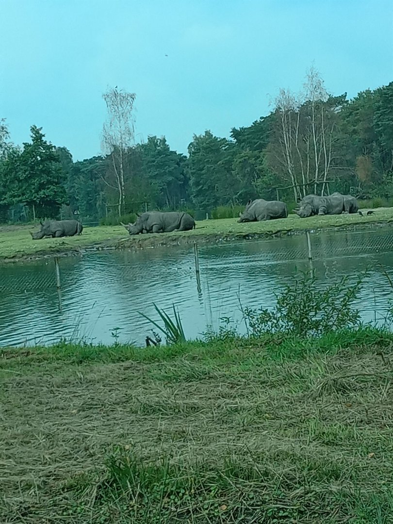 Southern White Rhinoceros