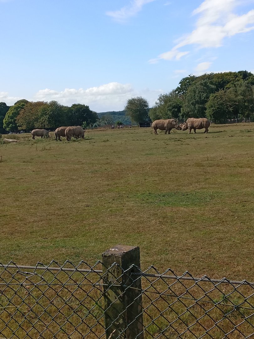 Southern White Rhinoceros