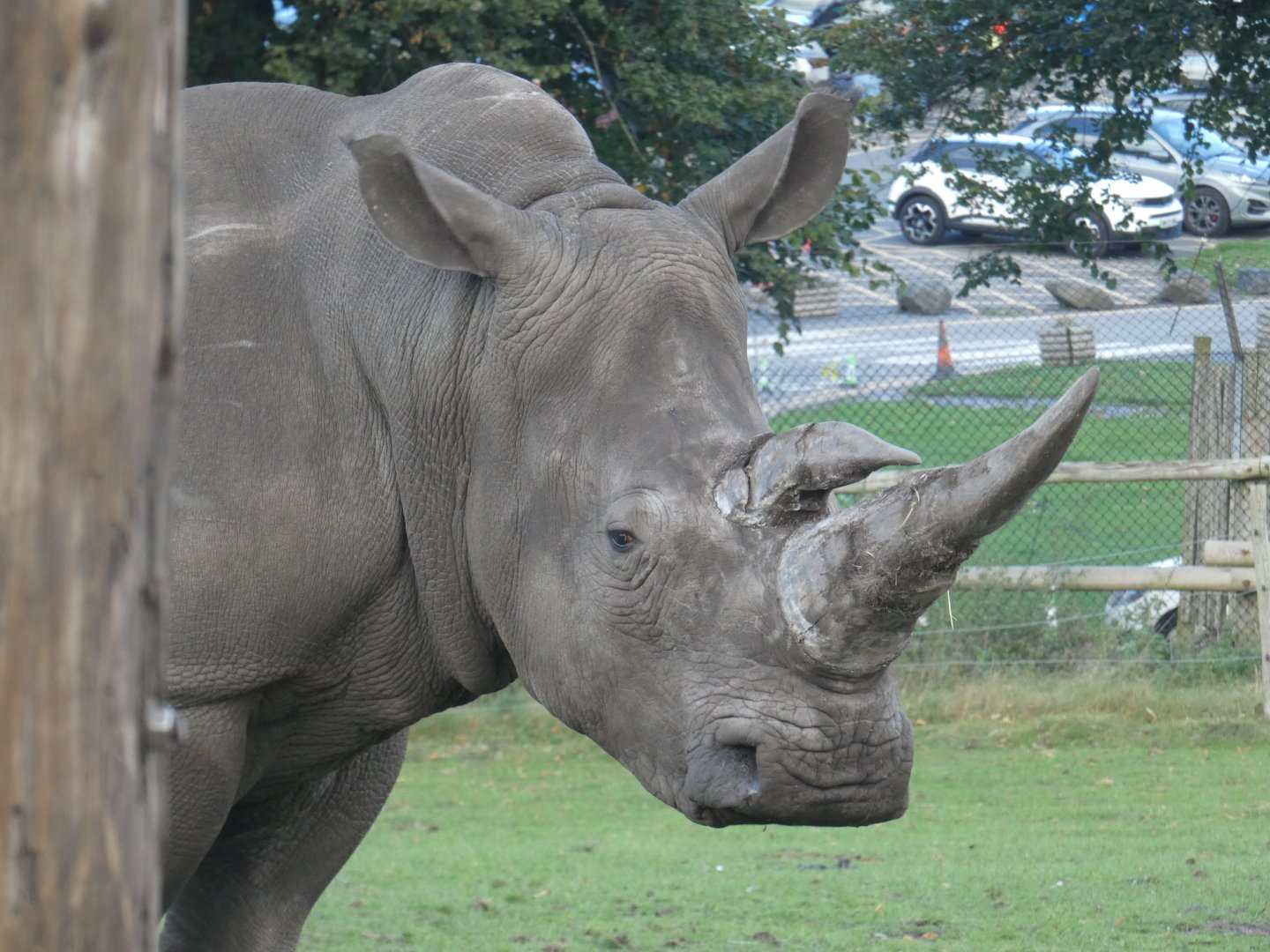 Southern white rhinoceros