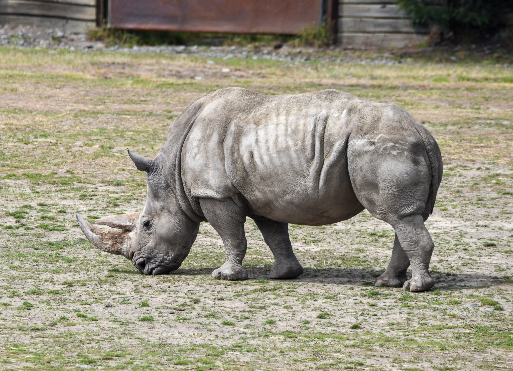 Southern White Rhinoceros