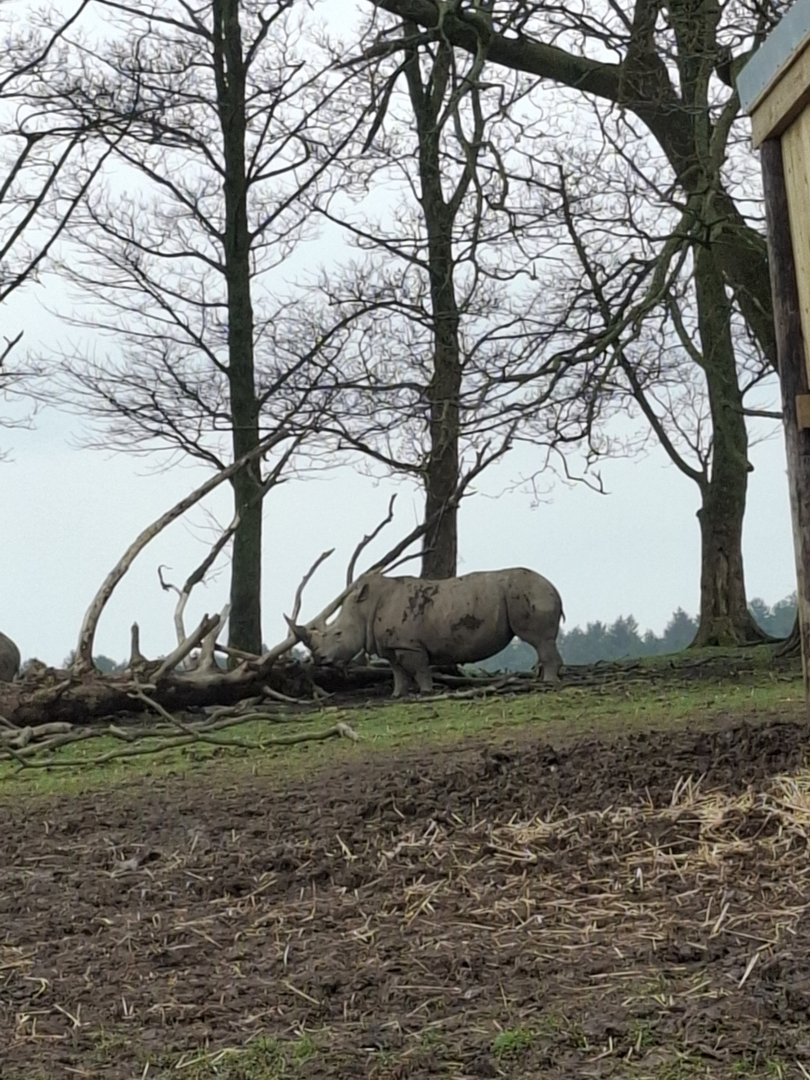 Southern White Rhinoceros