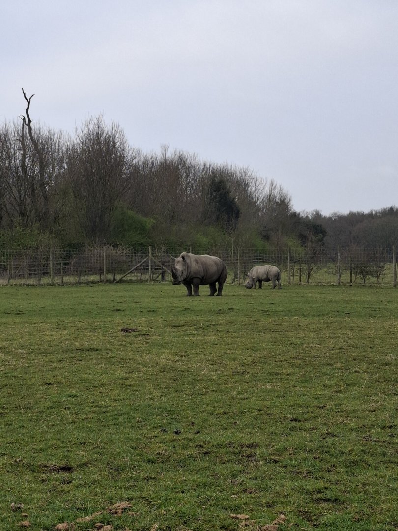 Southern White Rhinoceros