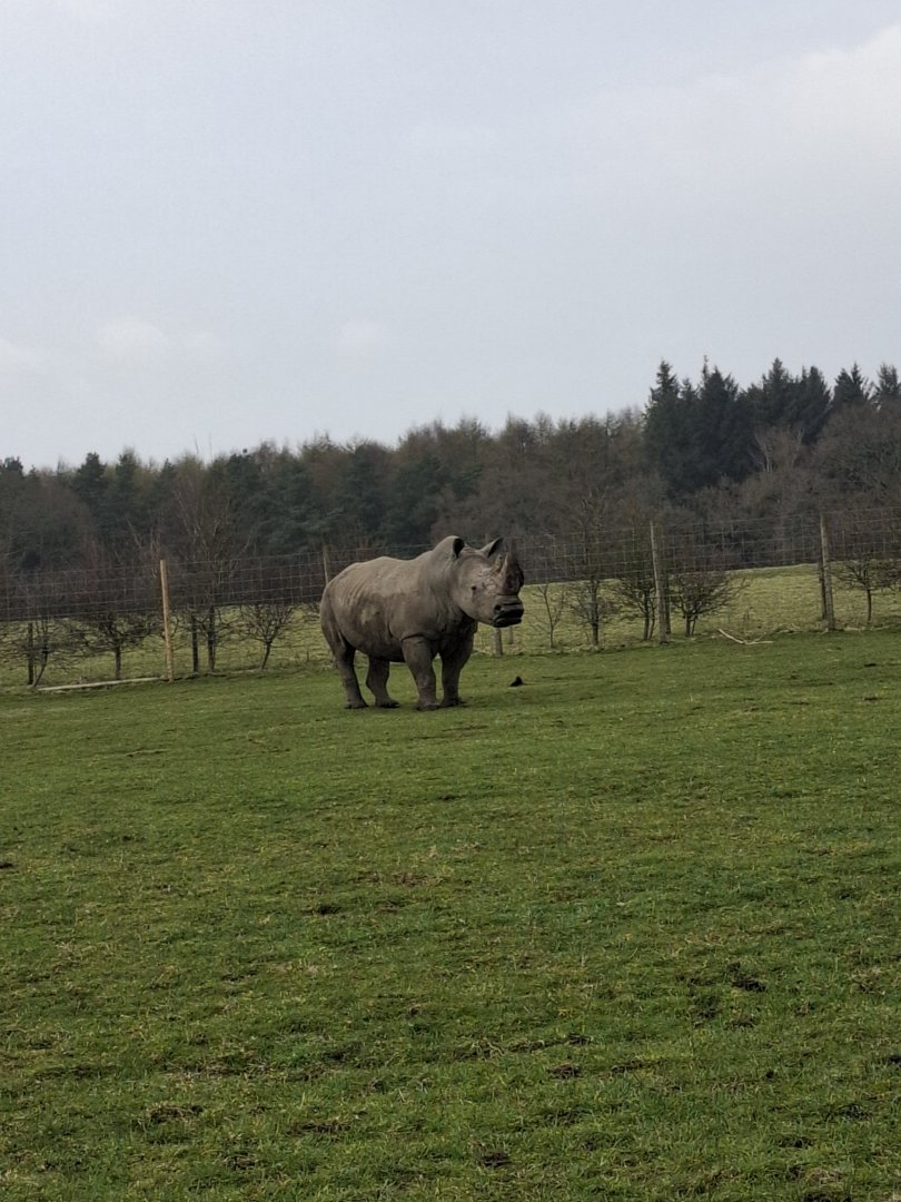 Southern White Rhinoceros
