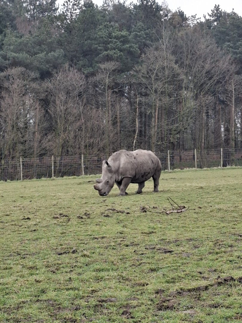 Southern White Rhinoceros