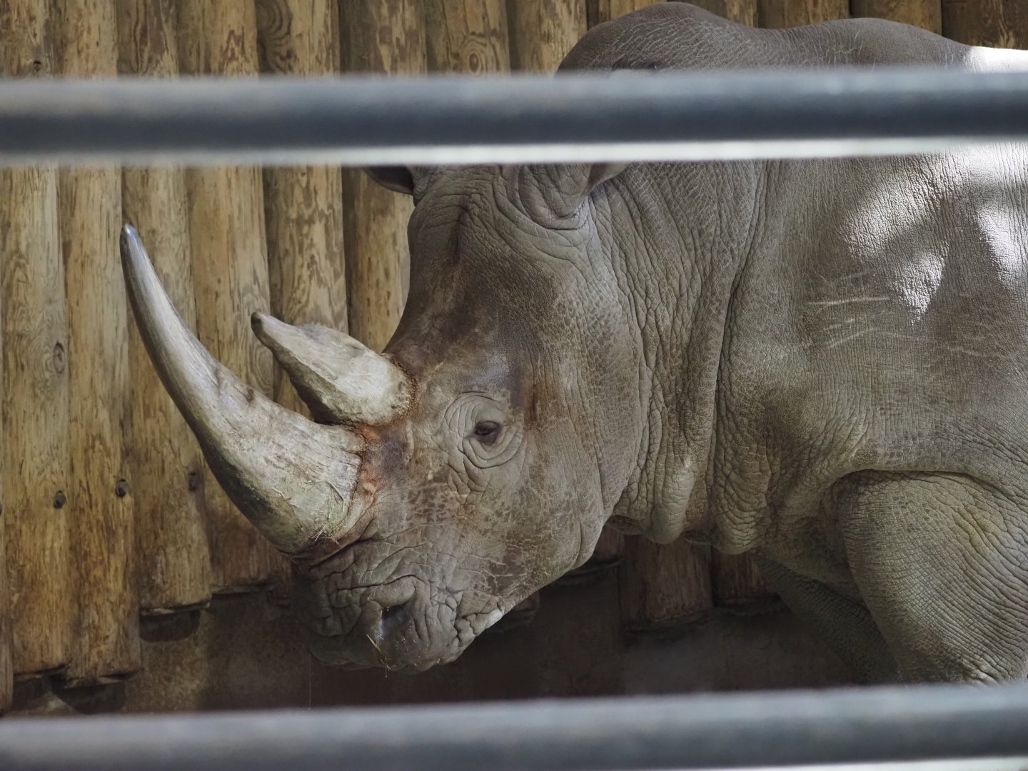 Southern White Rhinoceros