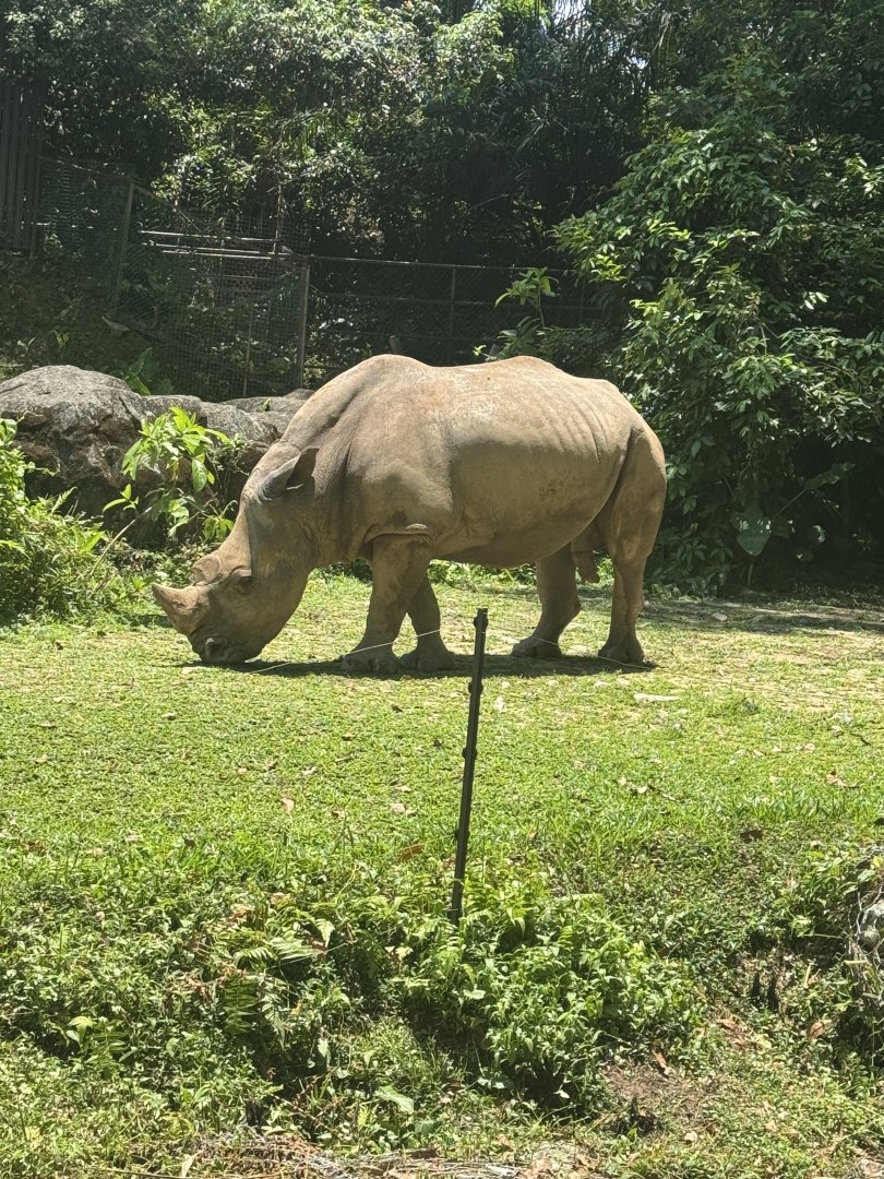 Southern White Rhinoceros