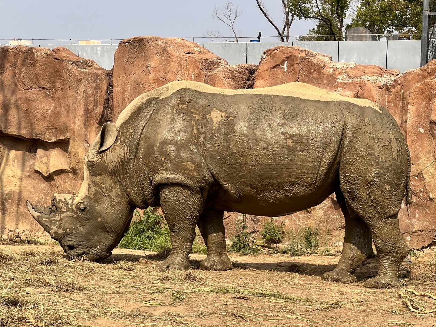 Southern White Rhinoceros