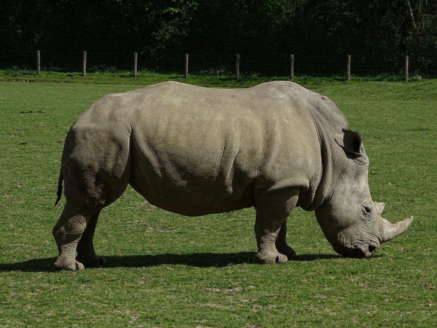 Southern white rhinoceros