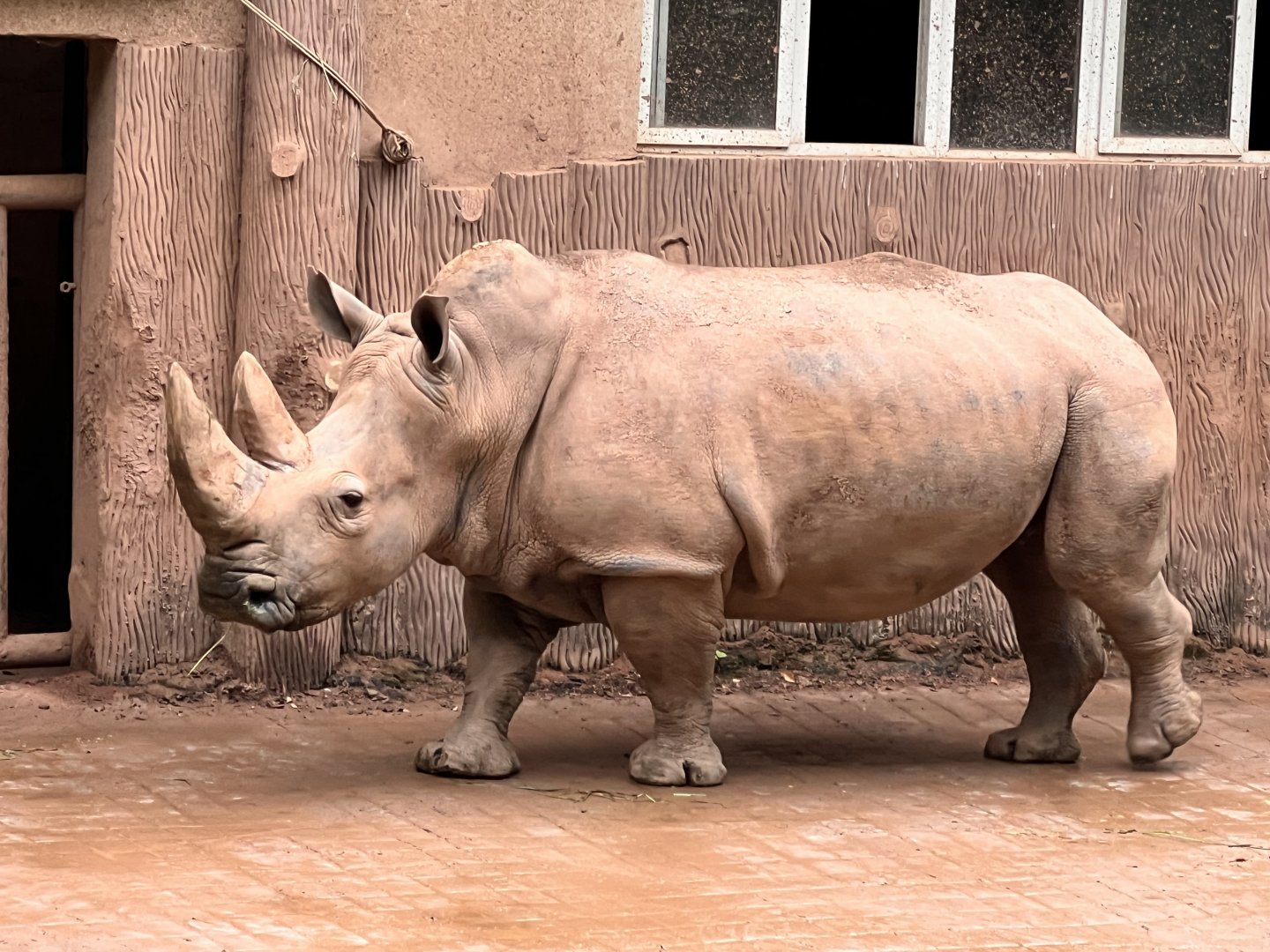 Southern White Rhinoceros