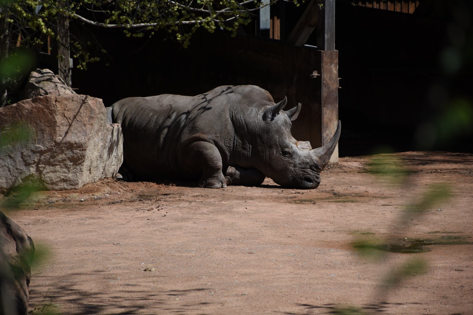 Southern white rhinoceros