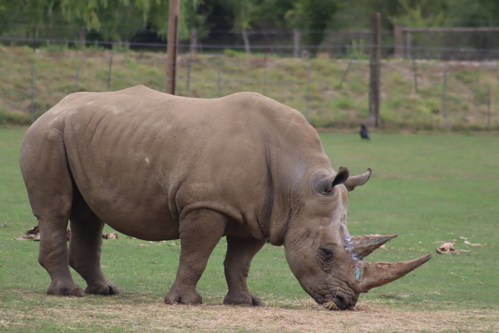 Southern White Rhinoceros