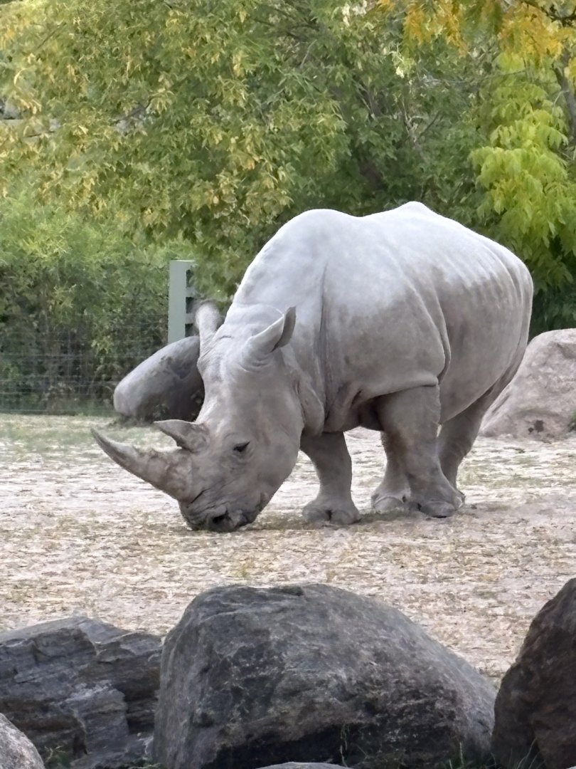 Southern White Rhinoceros