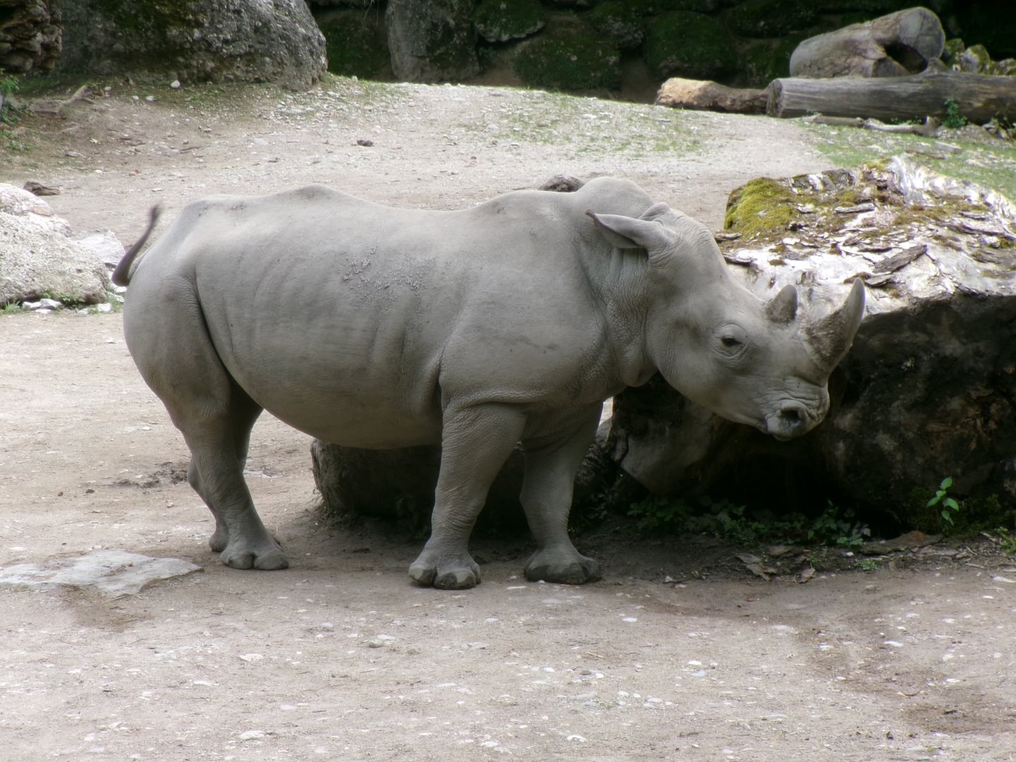 Southern white rhinoceros