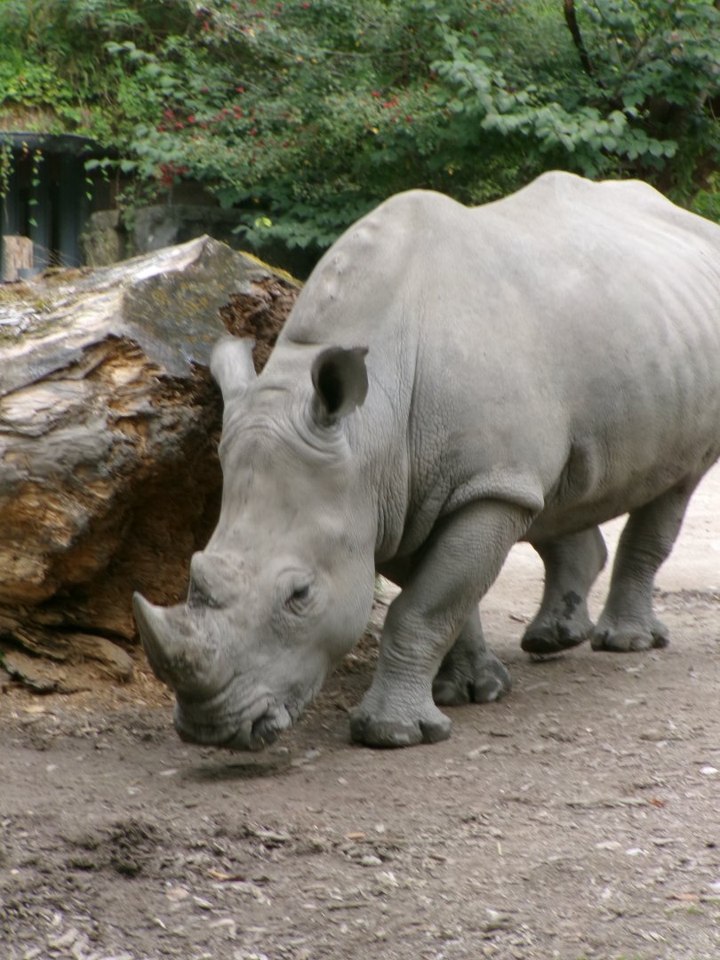 Southern white rhinoceros