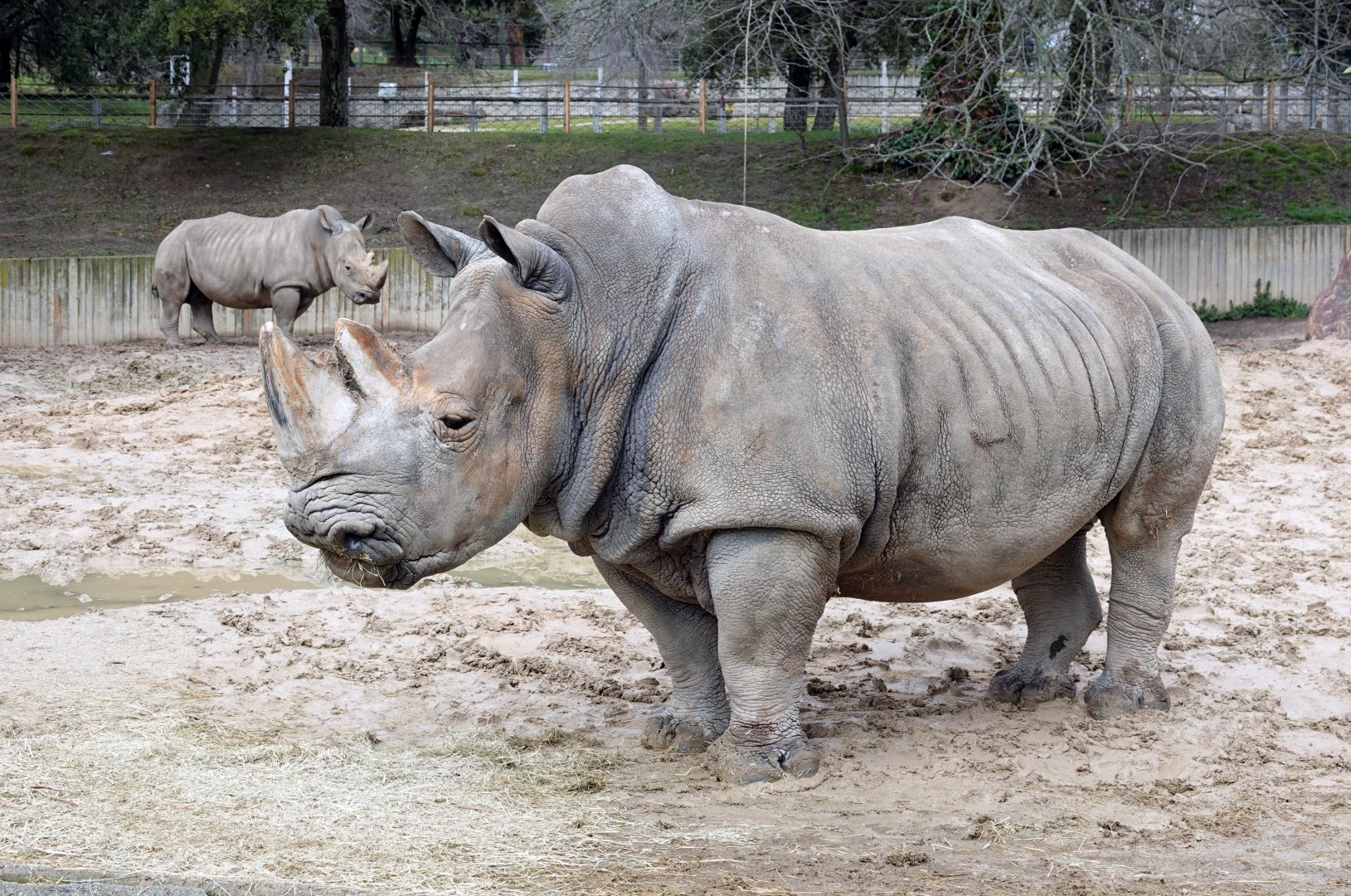 Southern white rhinoceros