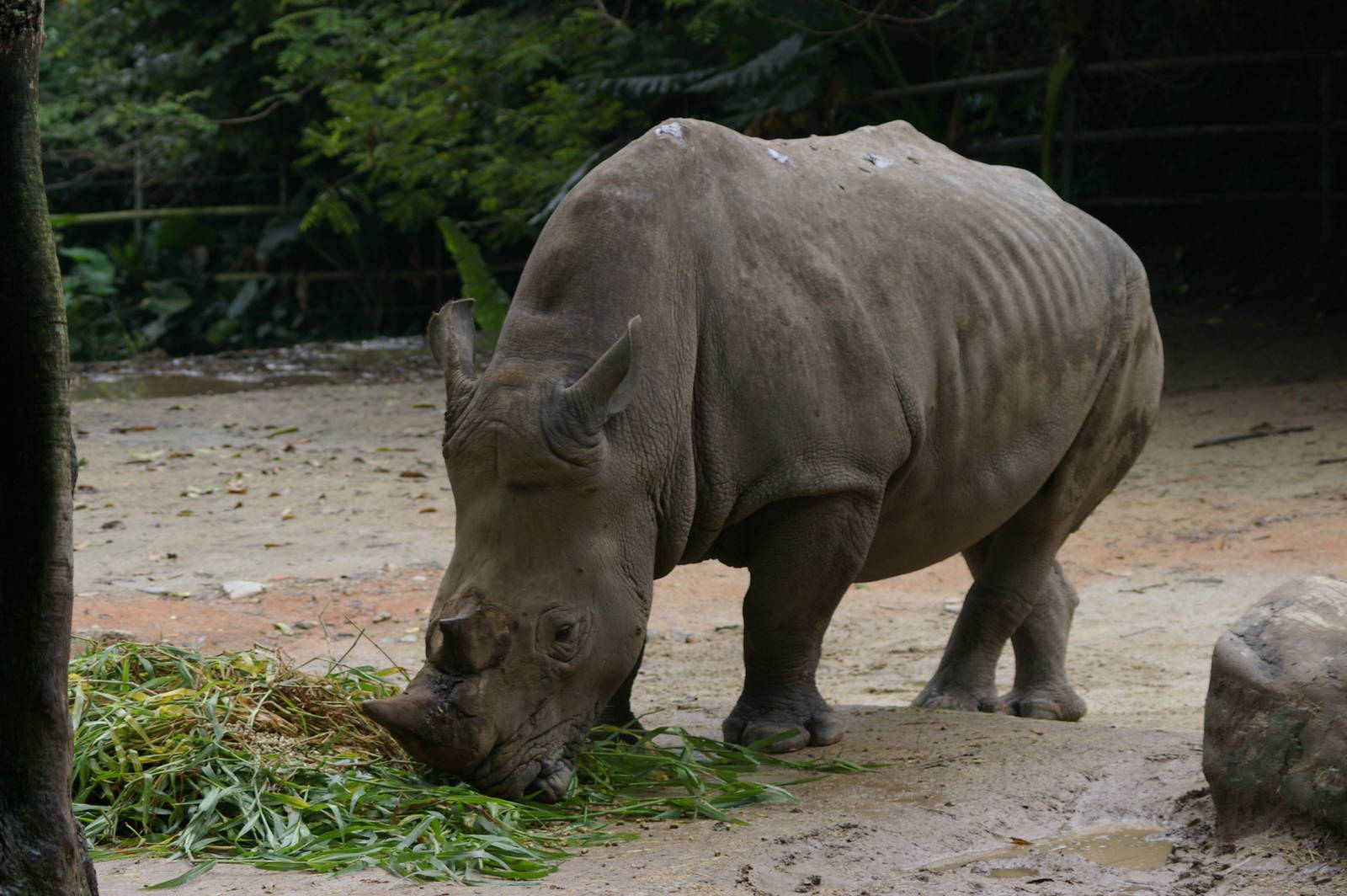 southern white rhinoceros