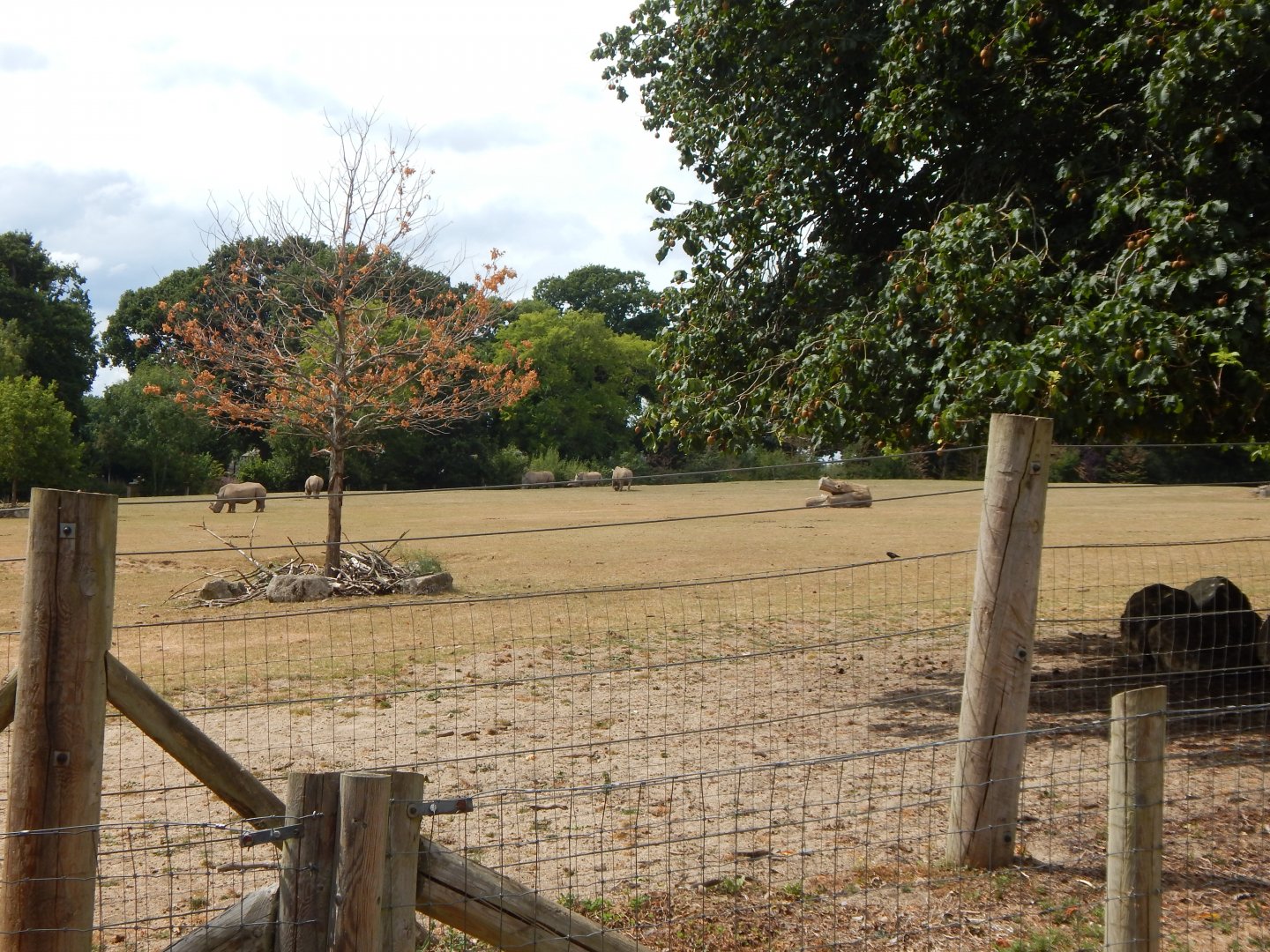 Southern white rhinoceroses 040822