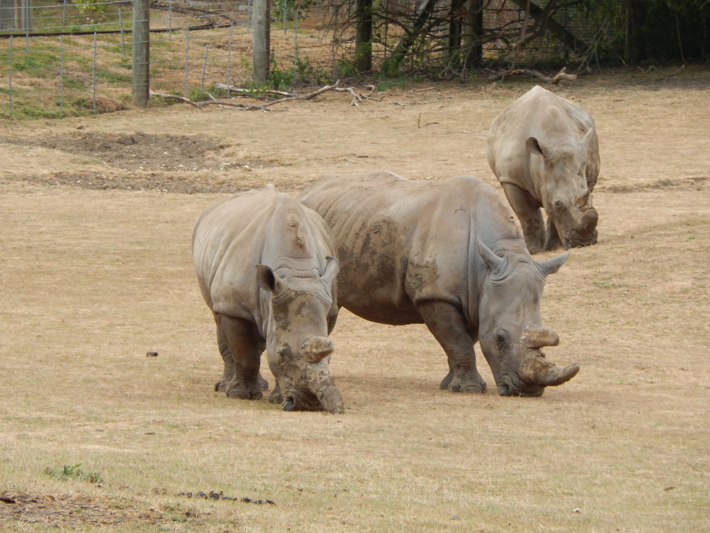 Southern white rhinoceroses 040822
