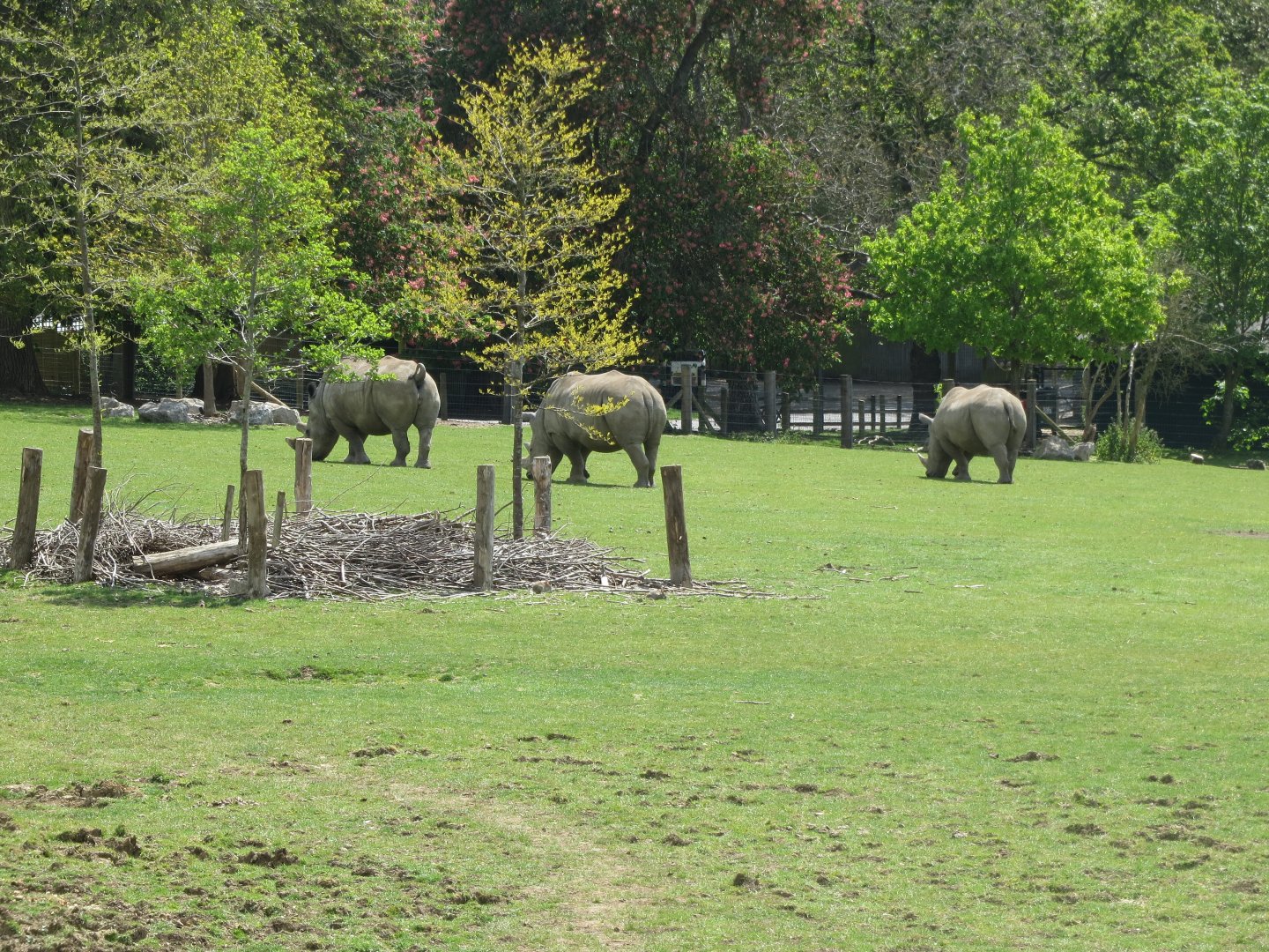 Southern white rhinoceroses 110519