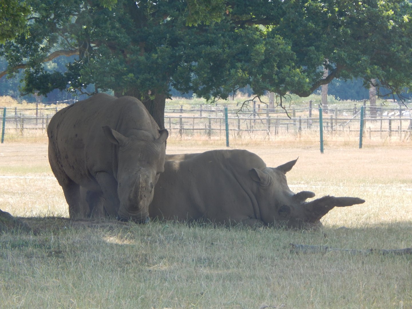 Southern white rhinoceroses 110722
