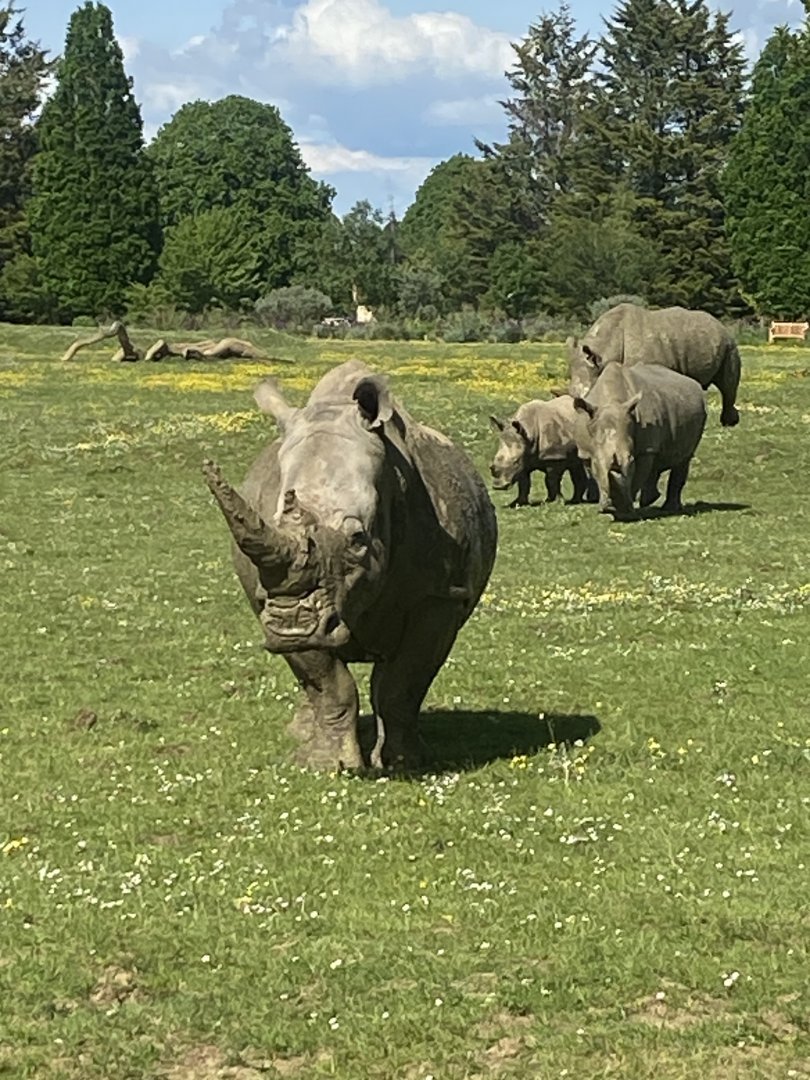 Southern white rhinoceroses 150524