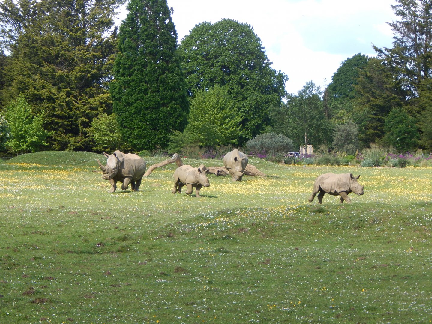 Southern white rhinoceroses 150524