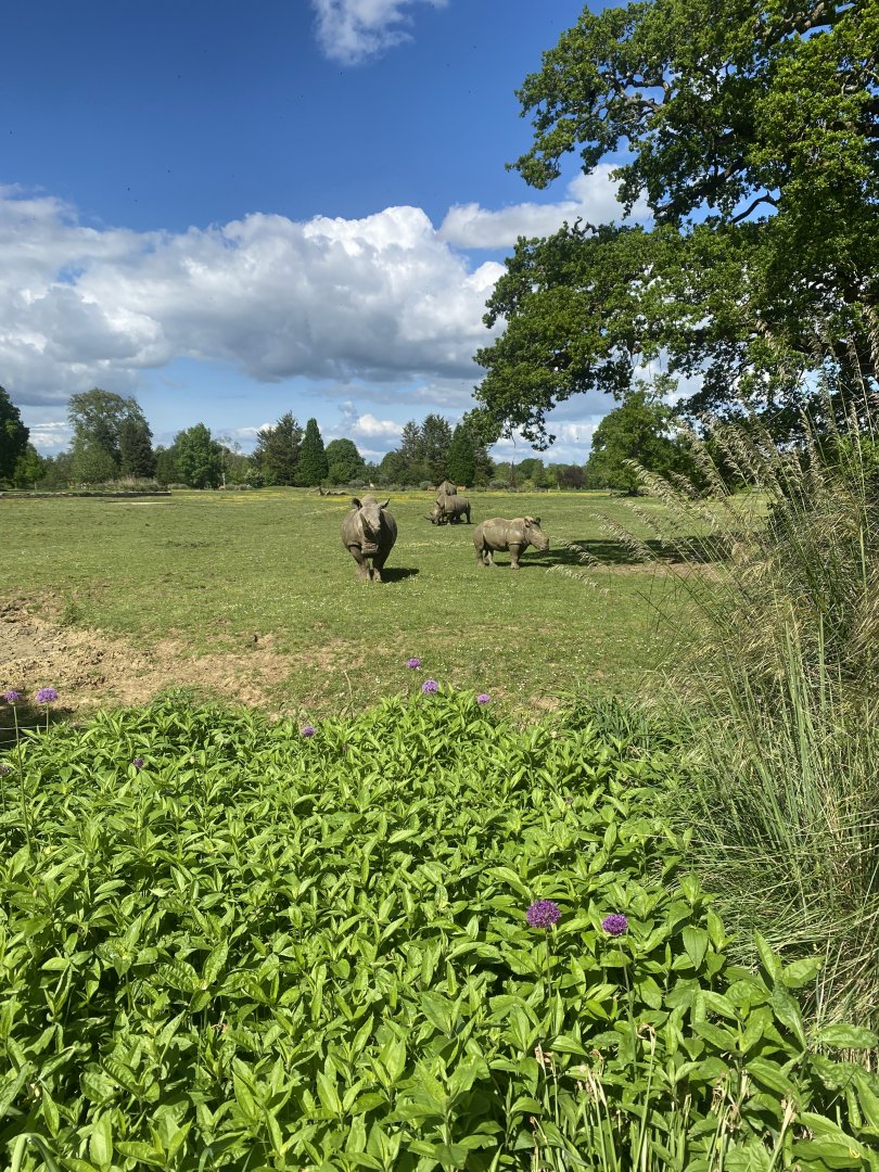 Southern white rhinoceroses 150525