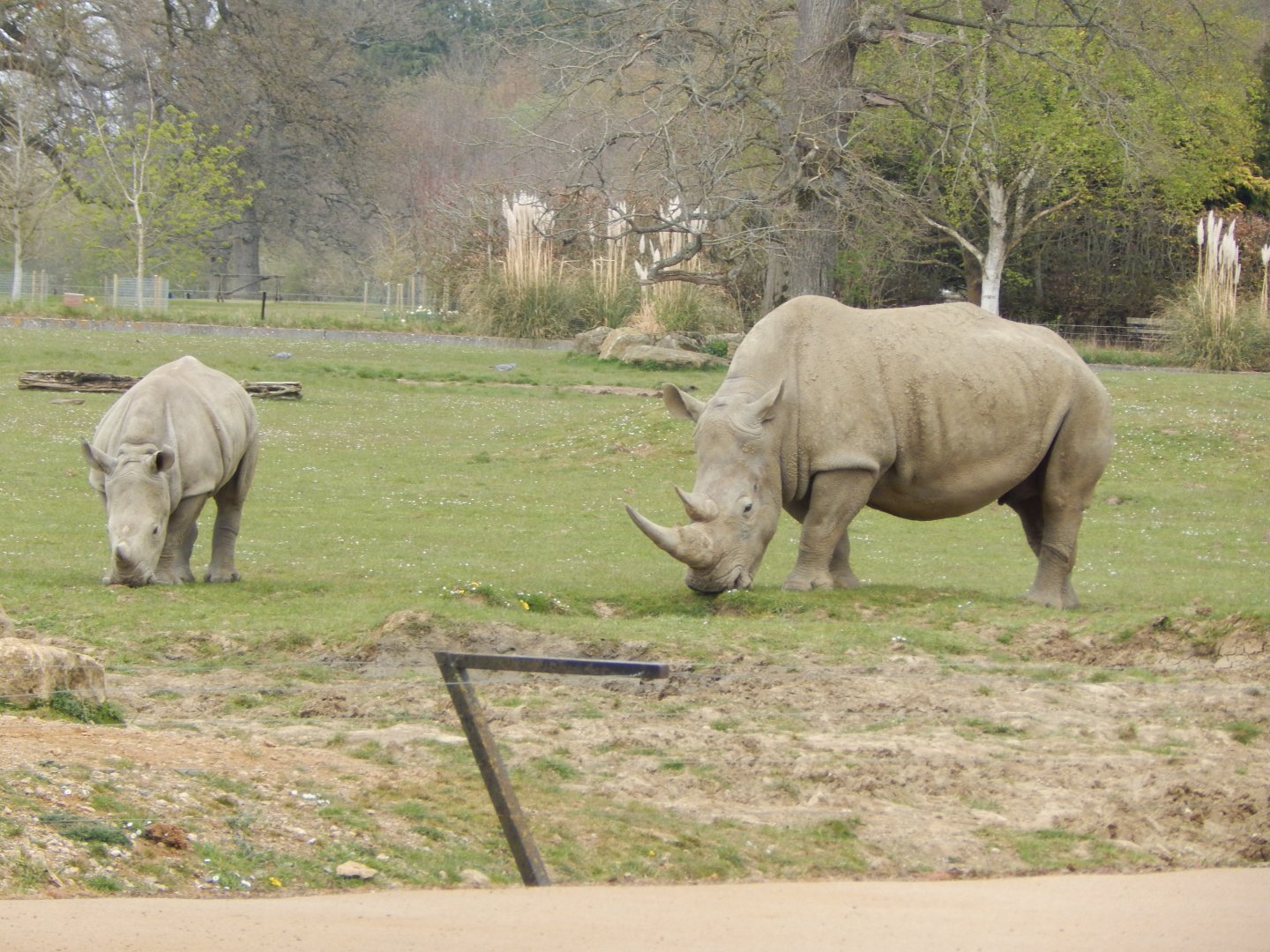 Southern white rhinoceroses 210421