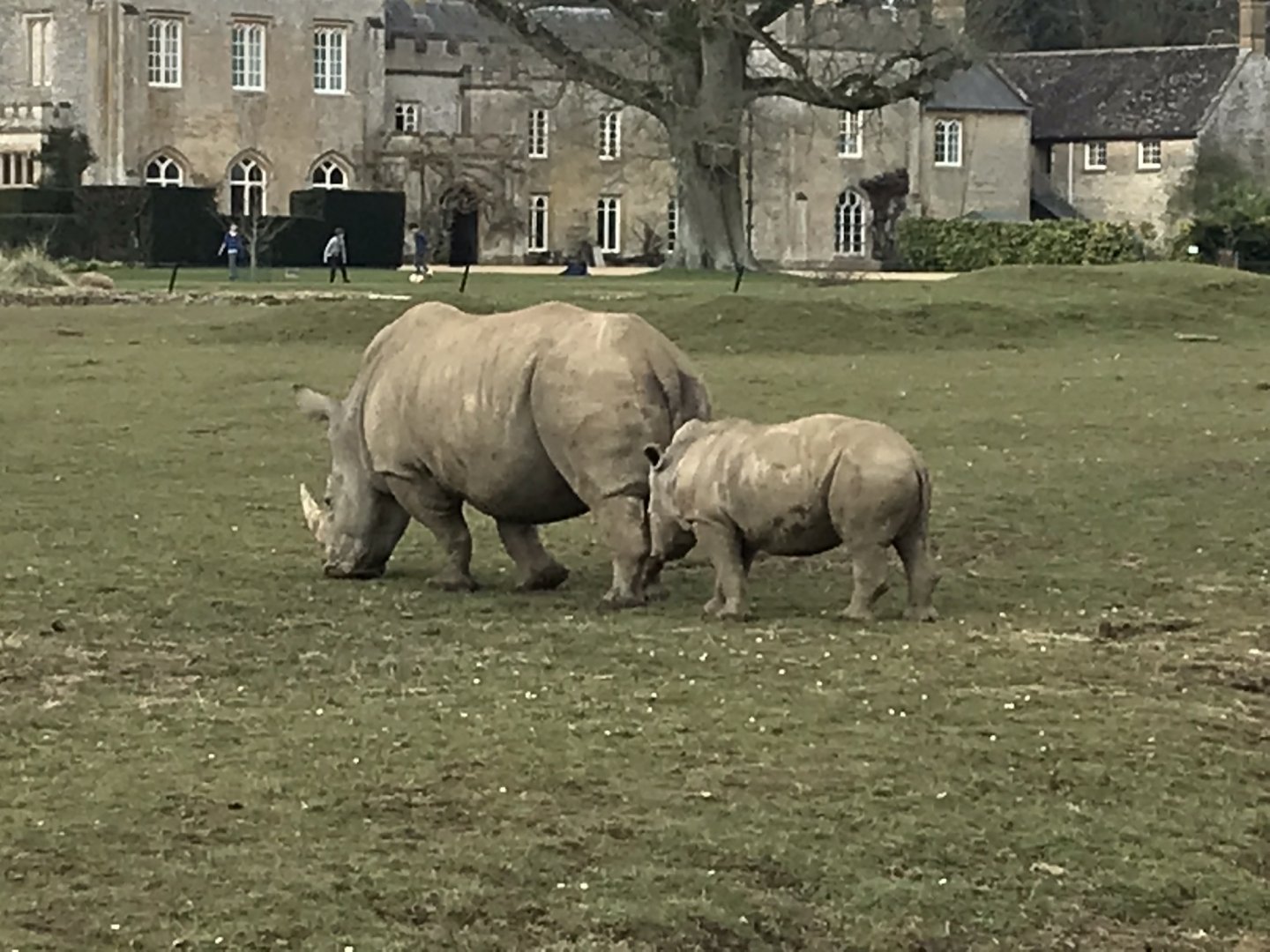 Southern white rhinoceroses 250318