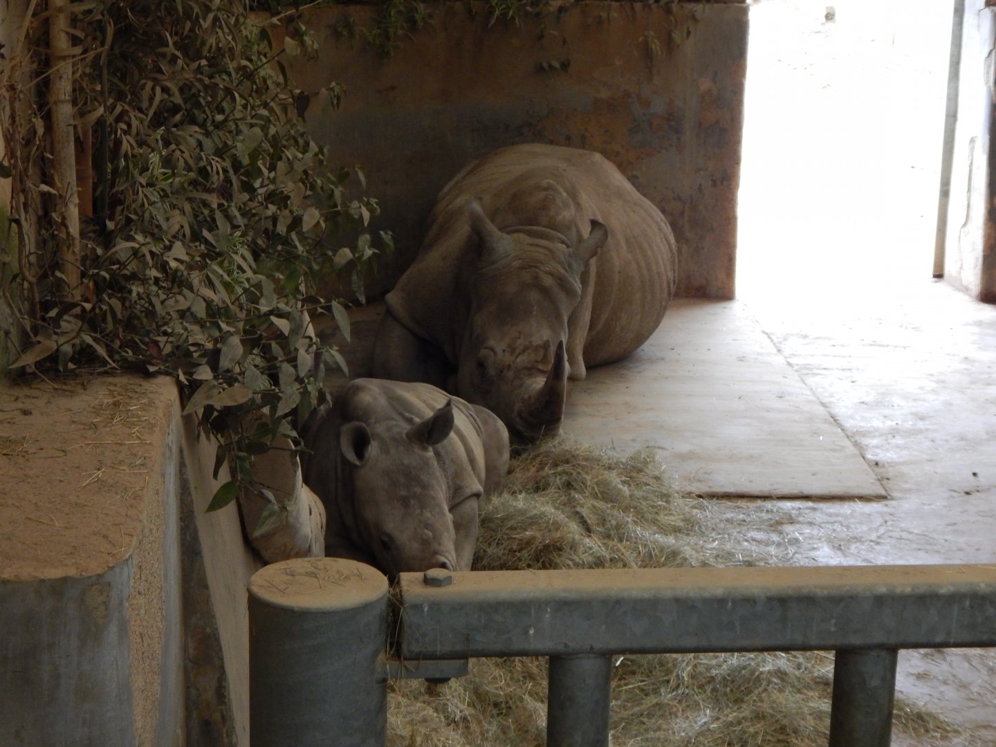 Southern white rhinoceroses 280222