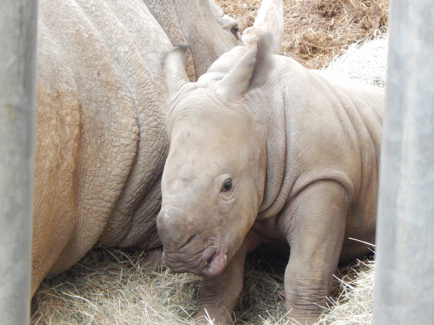 Southern white rhinoceroses 280222