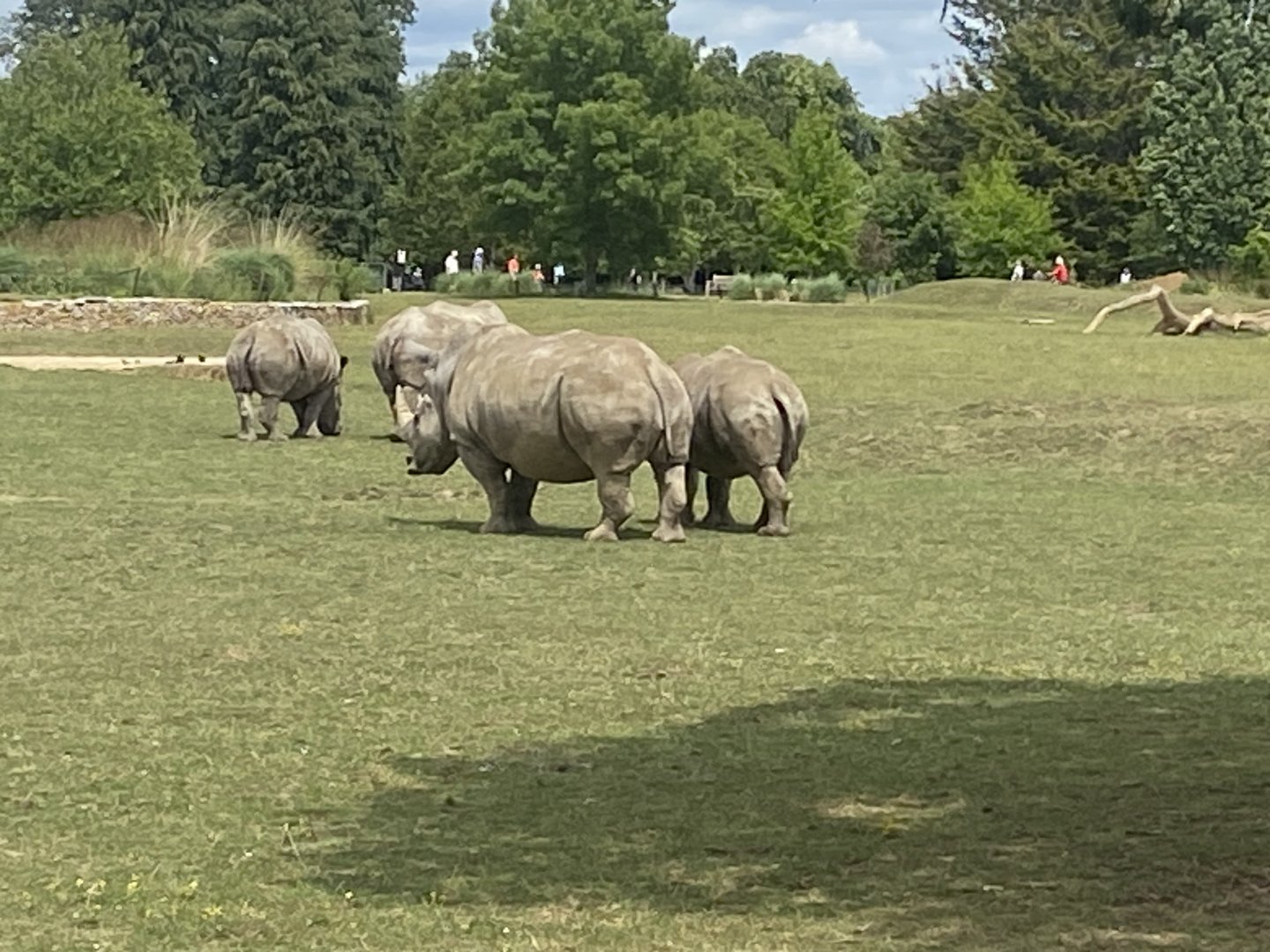 Southern white rhinoceroses 310525