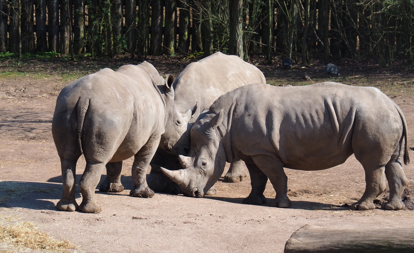 Southern white rhinoceroses (Ceratotherium simum simum), 2019-03-30